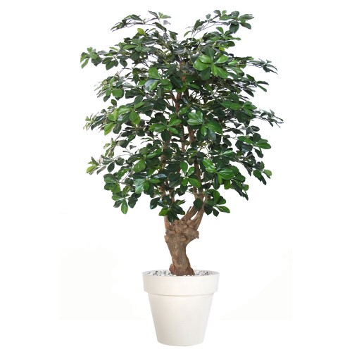 Planta semi-artificiala Ila, Buxifolia Malabar Green - 150 cm